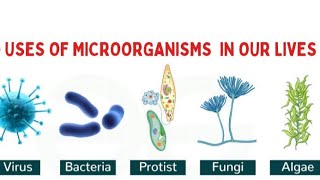 10 Uses of Microorganisms in our livesimportance of Microorganisms in our lives [upl. by Leumek]