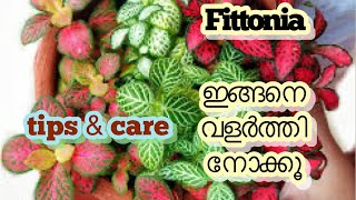 Fittonia plants care and propagation [upl. by Killie]