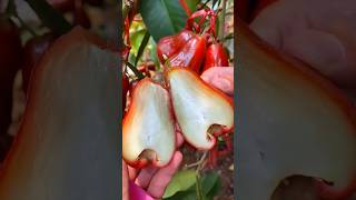 Wax apple harvesting on farma fruitlife apple satisfying shorts [upl. by Nyrok]