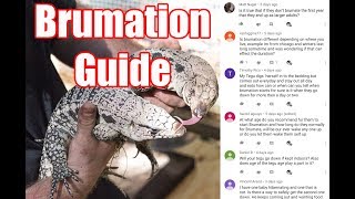 Tegu Brumation Guide QampA [upl. by Galloway595]