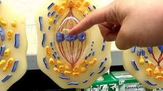 Lab 9 Part 1  Mitosis lab models [upl. by Kellsie]