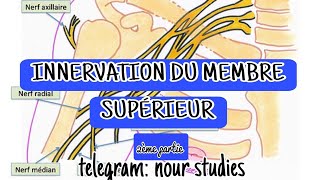 INNERVATION DU MEMBRE SUPÉRIEUR  partie 02 nerf axillaire et radial [upl. by Heddy442]