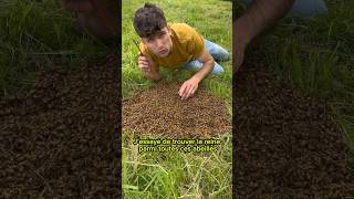 🐝Récupération d’un essaim d’abeilles au sol🐝 abeille bee apiculture ruche miel reine [upl. by Tterrej]