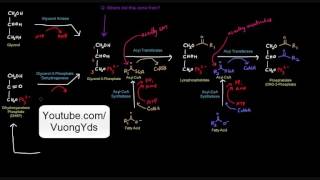 Tổng hợp Triglyceride và Triacylglycerol HS7780 [upl. by Landan]