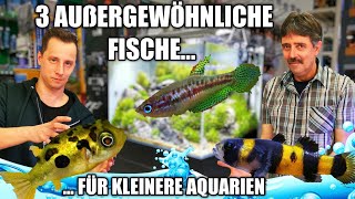 3 Außergewöhnliche Fische für kleinere Aquarien  Artenbecken [upl. by Ettennil]