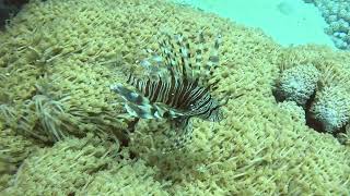 Обворожительные скорпеновые Крылатказебра pteroisvolitans commonlionfish [upl. by Beck]