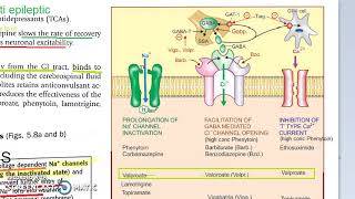 Pharmacology 413 j AntiEpileptics Carbamazepine MOA [upl. by Adihahs878]