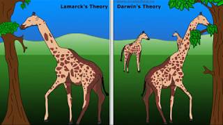 WCLN  Lamarck Vs Darwin [upl. by Platto]