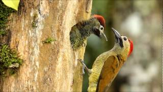 Goldenolive Woodpecker  Colaptes rubiginosus [upl. by Jordain891]