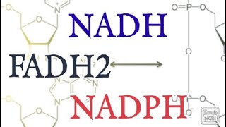 NADH FADH2 NADPH  Biochemistry [upl. by Fausta]