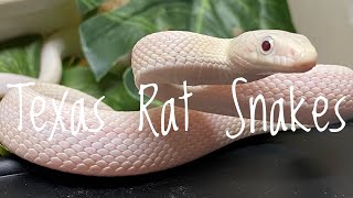 Species Spotlight Texas Rat Snakes Western Rat SnakesIt’s Complicated [upl. by Lemhar]