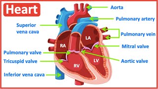 HEART ANATOMY in 3 MINUTES Memorize parts of the heart [upl. by Gujral]