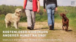 Entspannte Hundebegegnungen  gratis Videokurs  Hundetraining für Leinenrambo amp Leinenaggression [upl. by Armitage91]