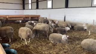 Berrichon tenyésztőnél jártam és vettem 2 kost  I visited a berrichon breeder and bought 2 rams [upl. by Naman]