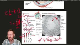 Exploring the Male Reproductive System Anatomy Functions and Hormonal Regulation [upl. by Finegan]