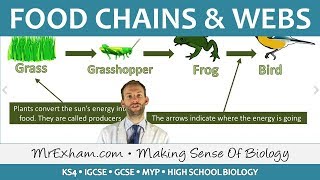 Ecology  Food Chains and Food Webs  GCSE Biology 91 [upl. by Aramaj]