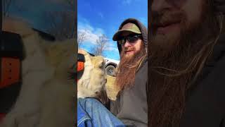 2 different ways to train Livestock Guardian Dogs [upl. by Gefell561]