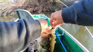 Spring frog bass fishing Gila River Outlaws derby 3 [upl. by Rep]