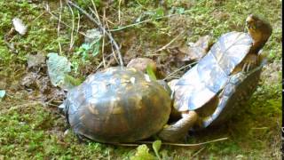 Box Turtles Mating Graphic Part 1 of 3 [upl. by Triplett]