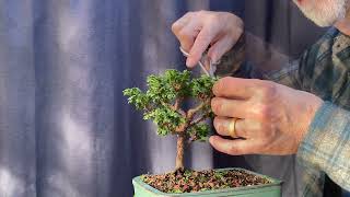 Pruning My 3 Thuja Occidentalis Primo 30Oct2024 [upl. by Reviel76]