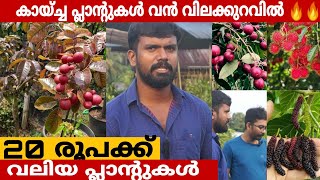 ചെറിയ വിലയുള്ള വലിയ നഴ്സറി  Plant nursery  Fruits Plants [upl. by Raama937]