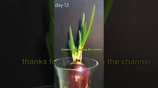 Plant growing time lapse in natureforest growing time lapsetimelapse plant planting seeds water [upl. by Ahseei]