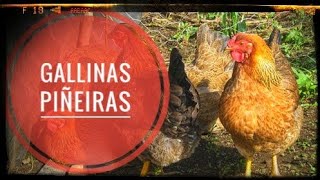 Así pastorean nuestras GALLINAS PIÑEIRAS 🐓 Fundamental para su bienestar 🐔 [upl. by Adia652]