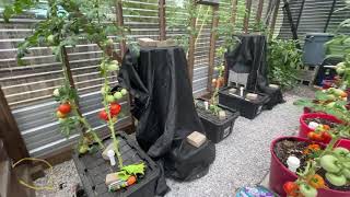 Dr Kratky hydroponics vs wicking pots mid summer tomato comparison in the greenhouse [upl. by Ylellan]