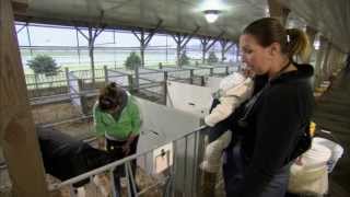 VetsOnCall  Dr Lindsey Peck cares for baby calves [upl. by March847]