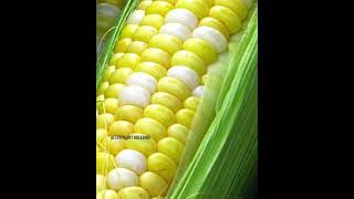 Evolution of Crops Through Plant Breeding [upl. by Eannyl]