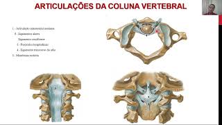 Dorso  Articulações  junturas fibrosas cartilaginosas e sinoviais [upl. by Kline]