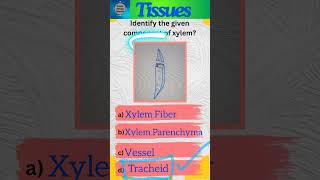 Tissues Part 11 Plant tissues  Class 9 Science  Complex permanent tissues  shorts [upl. by Anitirhc]