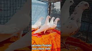 Super quality ke 13 parindey super Khiladi ke udane wale 8806886444 [upl. by Akemaj]