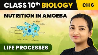 Class 10 Biology Chapter 6  Nutrition in Amoeba  Life Processes [upl. by Erkan]