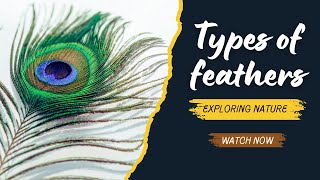 Types of Feathers [upl. by Harvison]