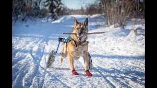 Senior Paralyzed German Shepherd Dog Celebrates her 14th Birthday  Degenerative Myelopathy [upl. by Marijn981]