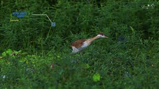 Bronze winged Jacana juvenile searching for food at Perur Lake [upl. by Autumn795]