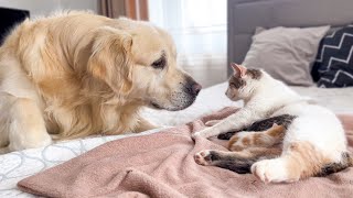 Golden Retriever Meets Mom Cat with Newborn Kittens for the First Time [upl. by Avir136]