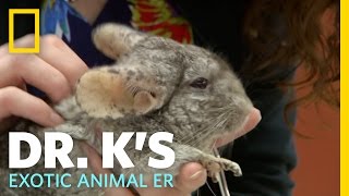 Animal Update  Kirby the Chinchilla  Dr Ks Exotic Animal ER [upl. by Nnylyma]