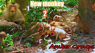 Very pity Abndoned monkey to Amber Groups What happened from poořř small monkey [upl. by Dianthe]