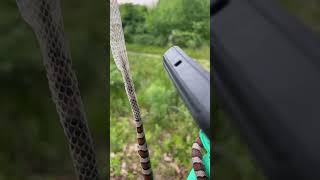 Milk Snake shedding in our hands snake herping animals [upl. by Siddra202]