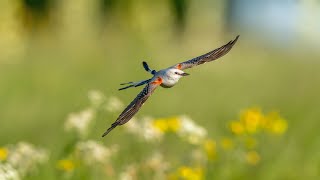 Incoming ScissorTailed Flycatcher Sony A1Sony Alpha1 4k [upl. by Yllitnahc]