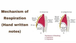 Mechanism of Respiration Hand written notes [upl. by Hendrika]