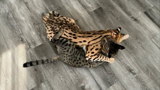 Wild Serval Cat Pet 8 Months Old [upl. by Louella157]