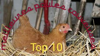 Top 10 des meilleures poules couveuses [upl. by Aisatana143]