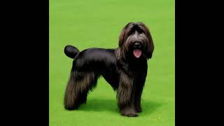 Briard canine kind Facts and information on the Briard dog breed [upl. by Yesac]