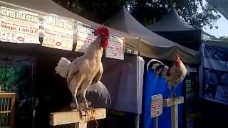 ayam ketawa  laughing rooster [upl. by Ingaberg]