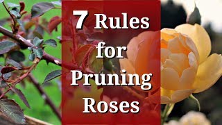 7 Rules for Pruning Roses [upl. by Assirral]