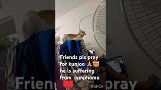 എന്റെ കുഞ്ഞൂ എനിക്കെന്റെ മകനേ പോലെ 🥰😻😭 lymphoma lymphocytes poordogsmedia7668 [upl. by Intyre]