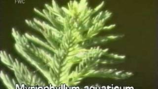 parrot feather Myriophyllum aquaticum [upl. by Kellda428]